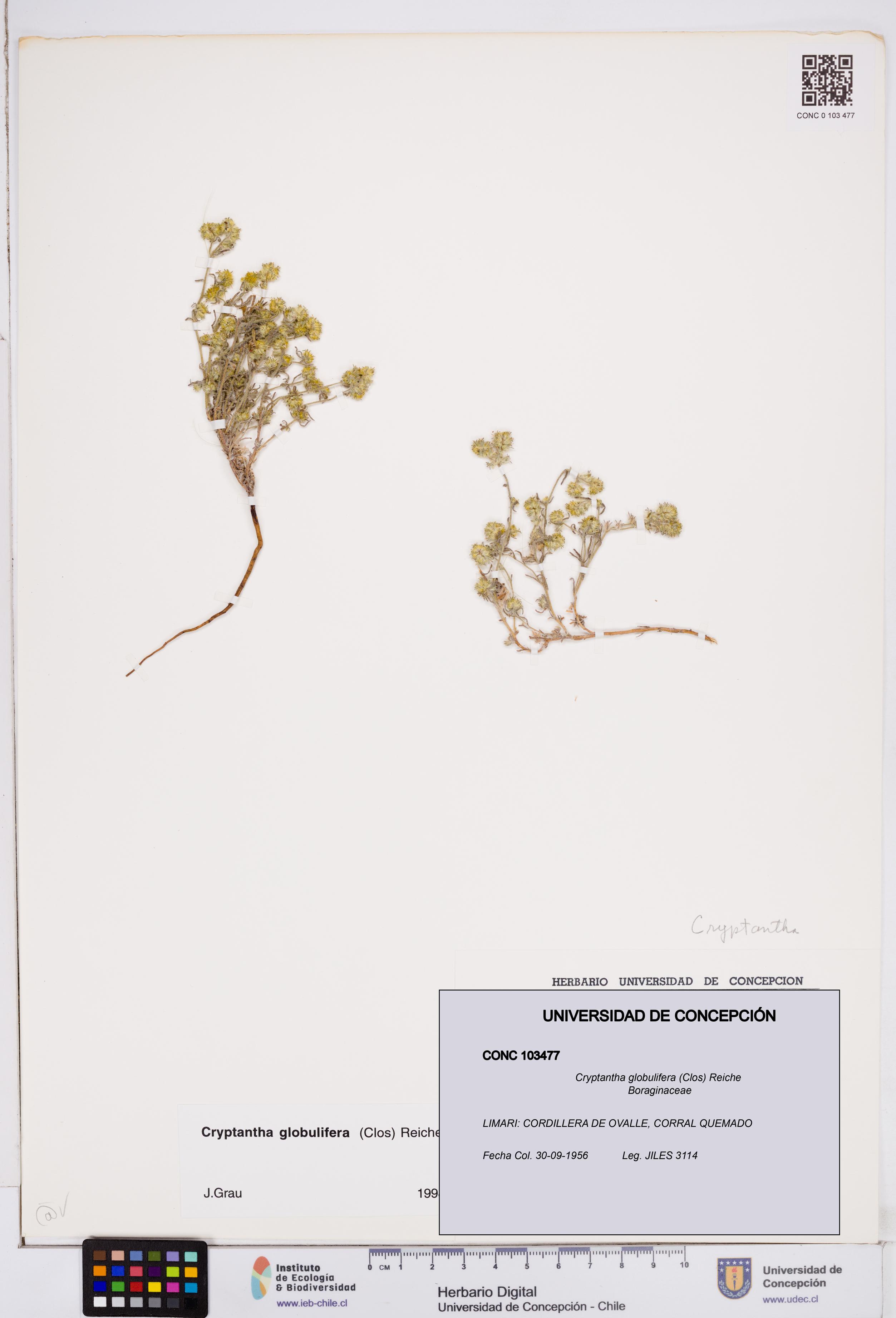 Cryptantha globulifera [Espécimen: ]
