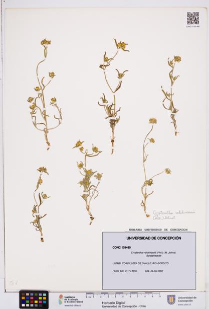 Cryptantha volckmannii [Espécimen: ]