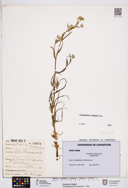Cryptantha chispae [Espécimen: ]