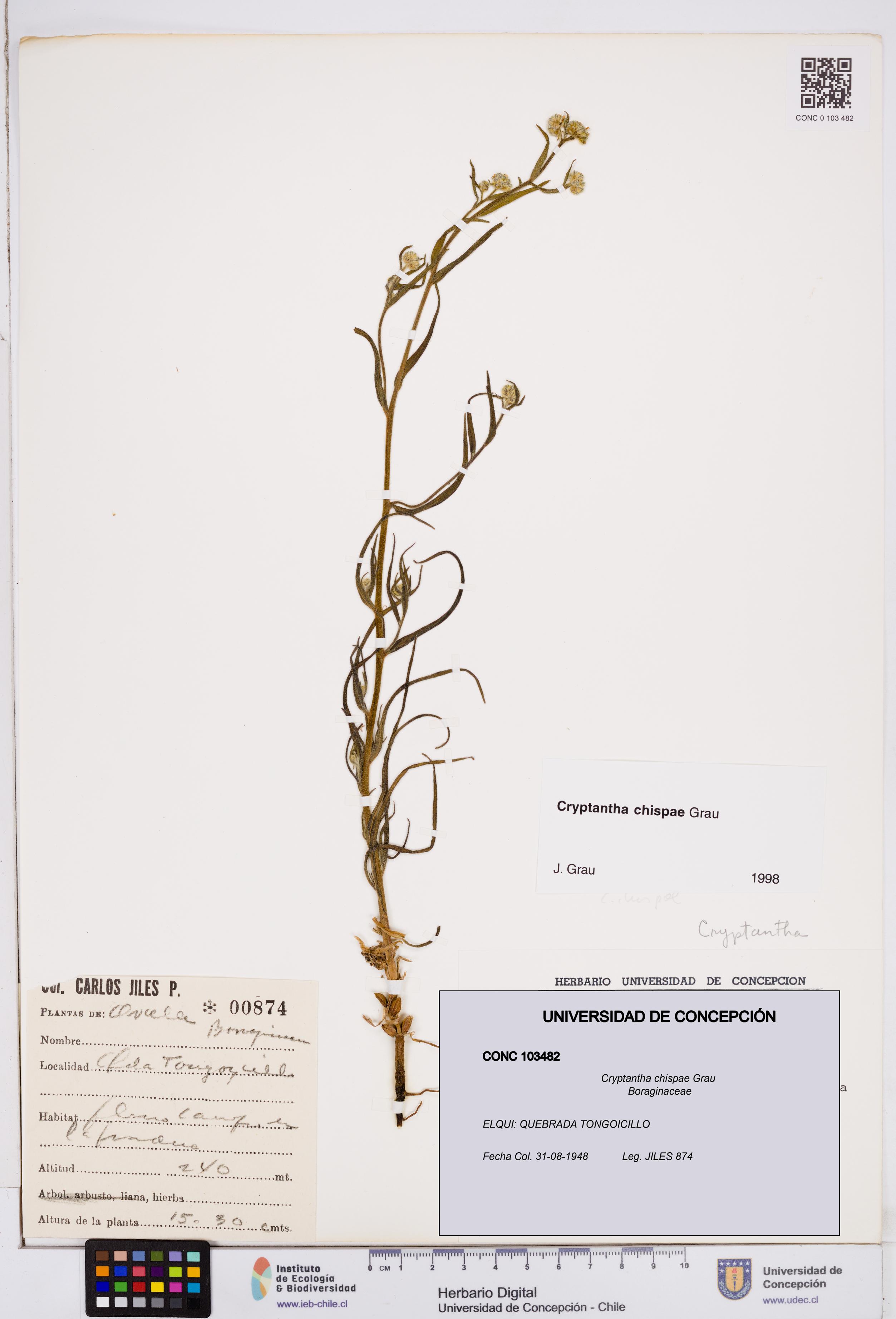 Cryptantha chispae [Espécimen: ]
