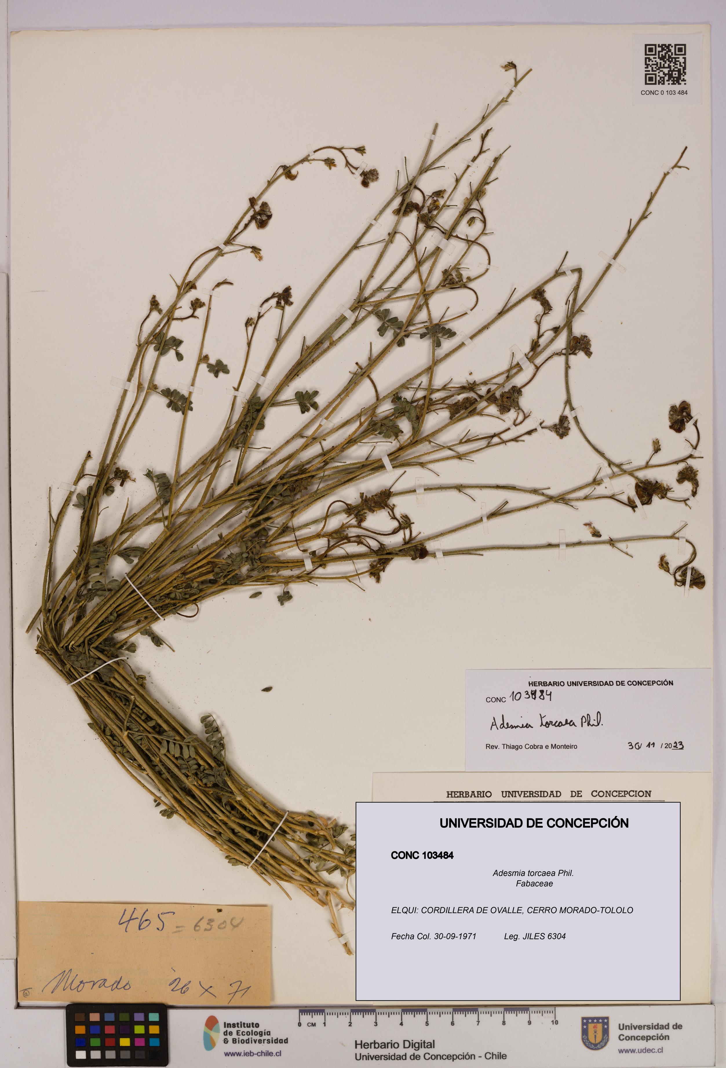 Adesmia torcaea [Espécimen: UDEC:CONC:0103484]