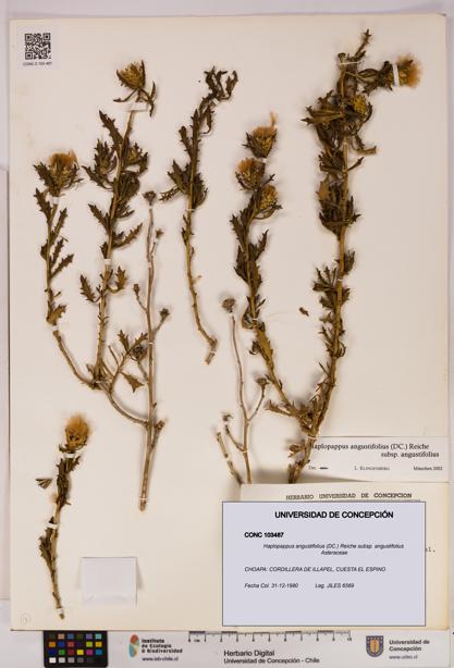 Haplopappus angustifolius subsp. angustifolius [Espécimen: UDEC:CONC:0103487]