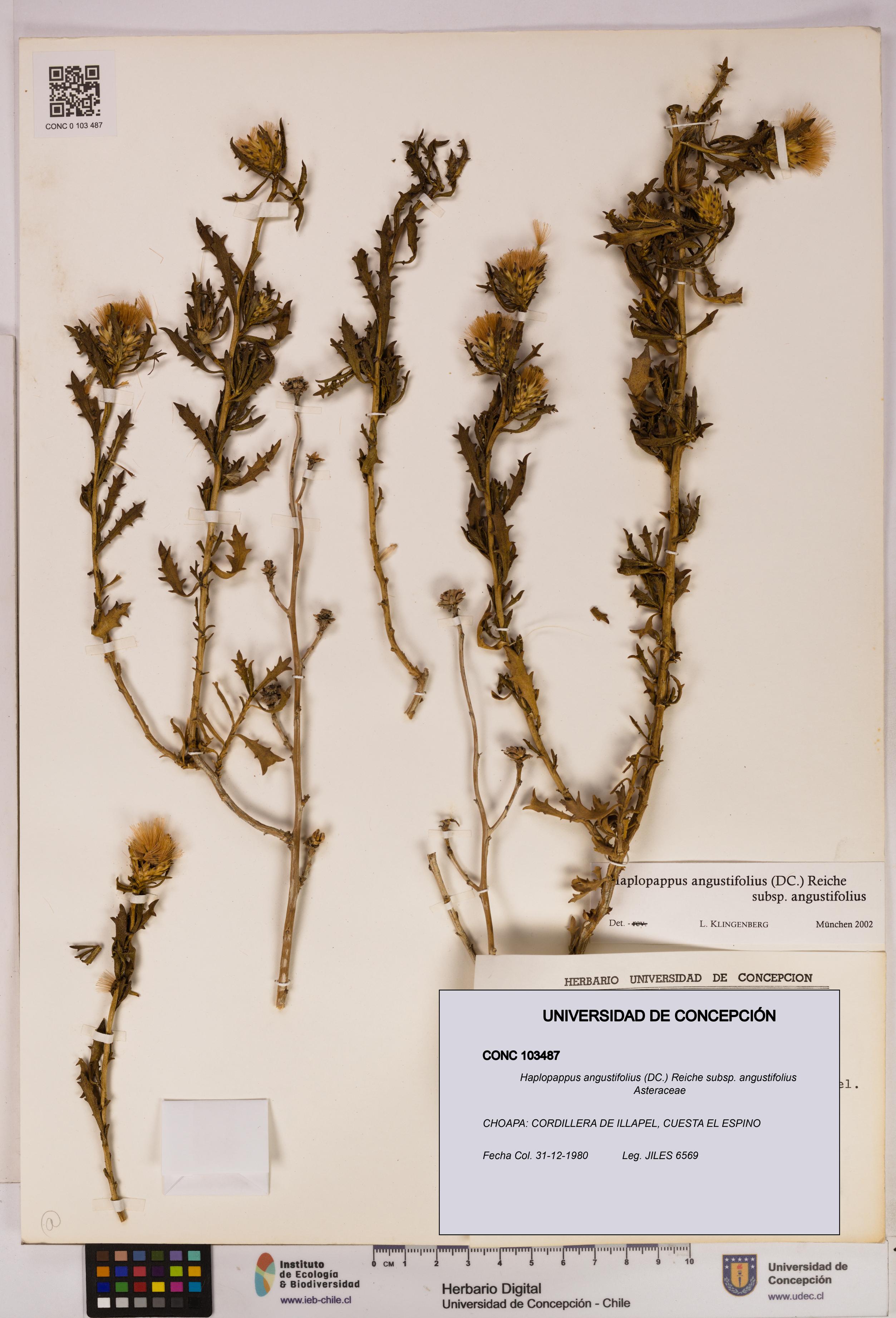 Haplopappus angustifolius subsp. angustifolius [Espécimen: UDEC:CONC:0103487]