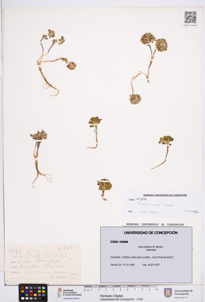 Viola lanifera [Espécimen: ]