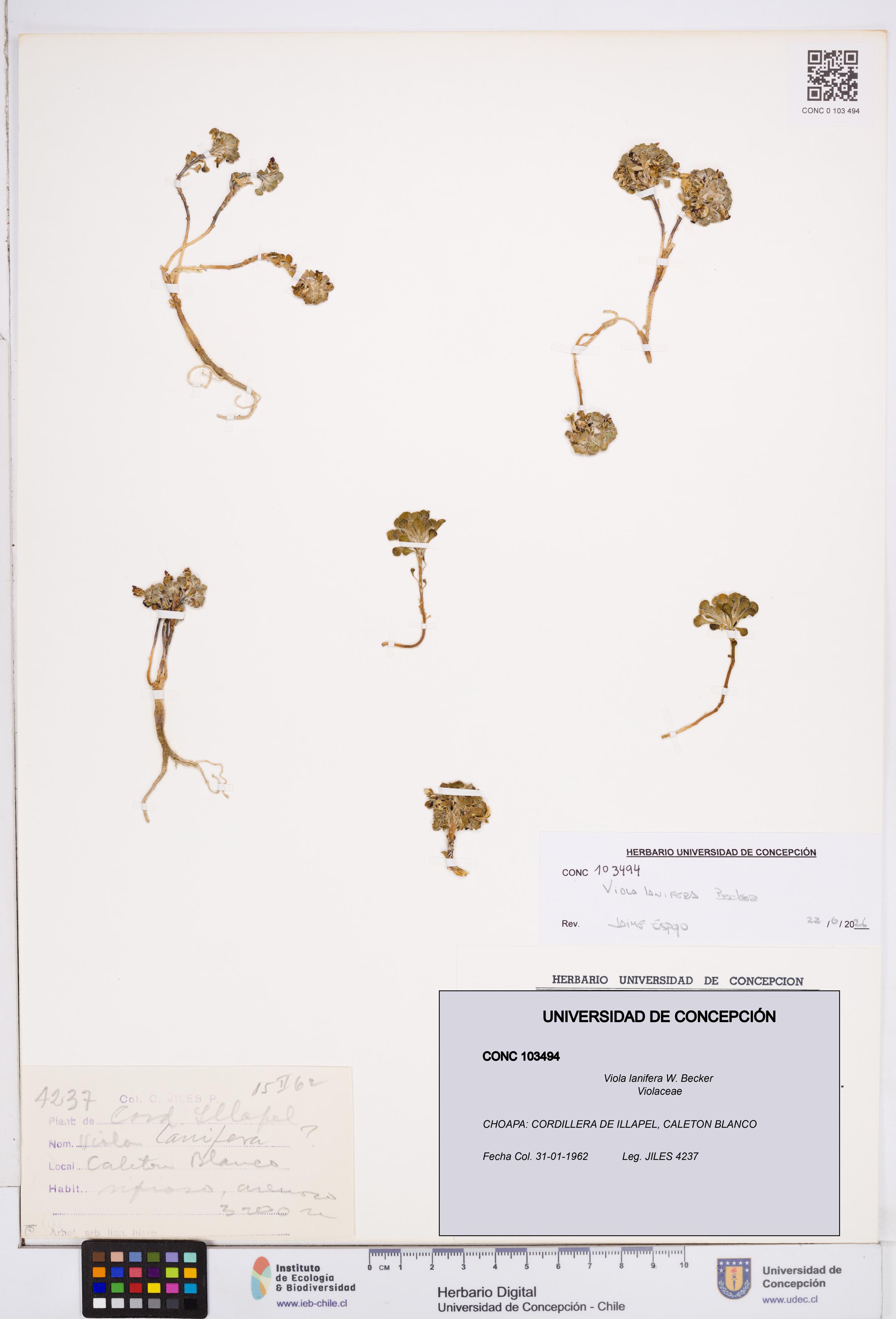 Viola lanifera [Espécimen: ]