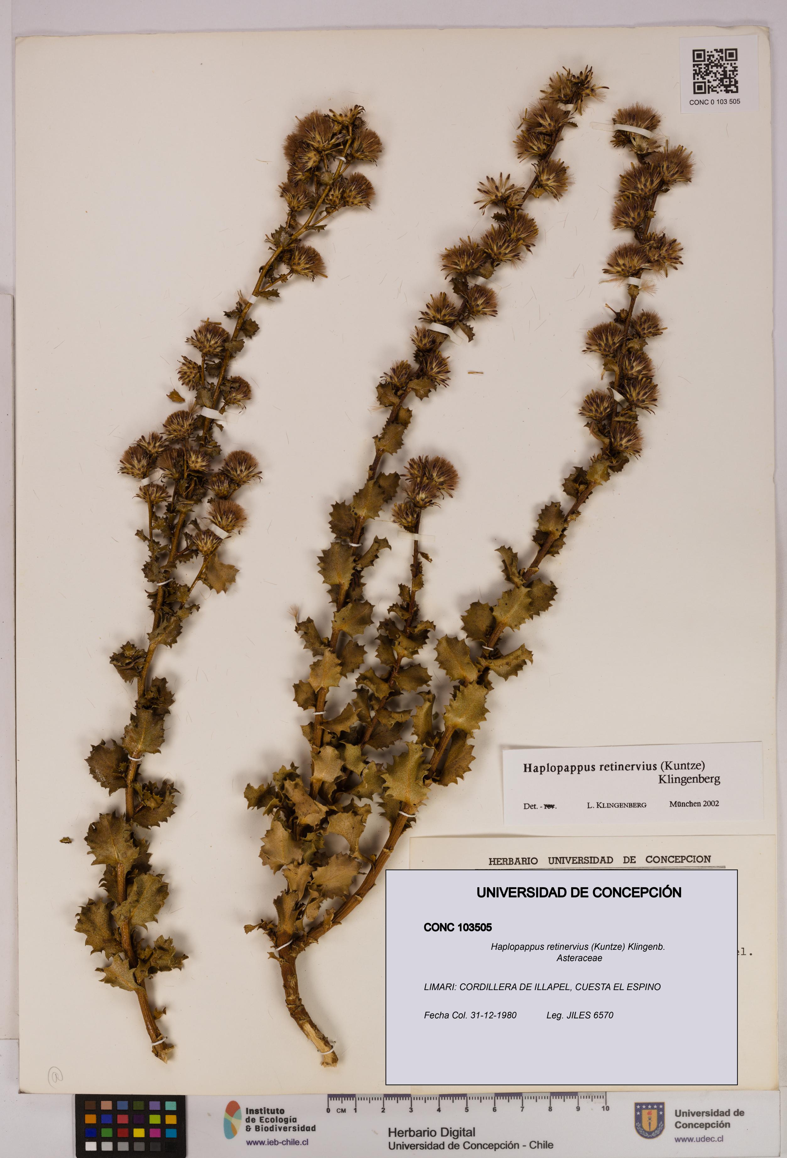Haplopappus retinervius [Espécimen: UDEC:CONC:0103505]