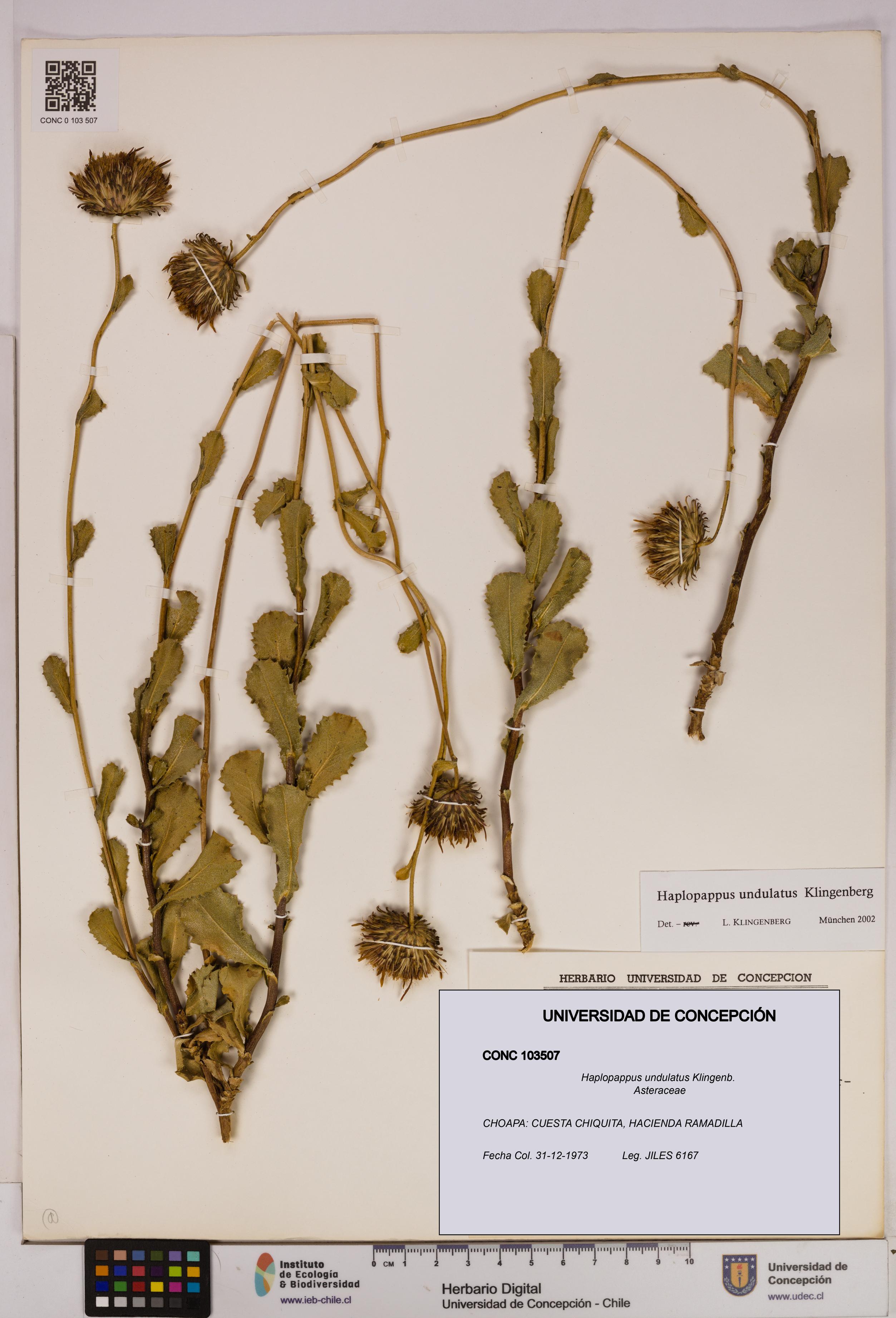 Haplopappus undulatus [Espécimen: UDEC:CONC:0103507]