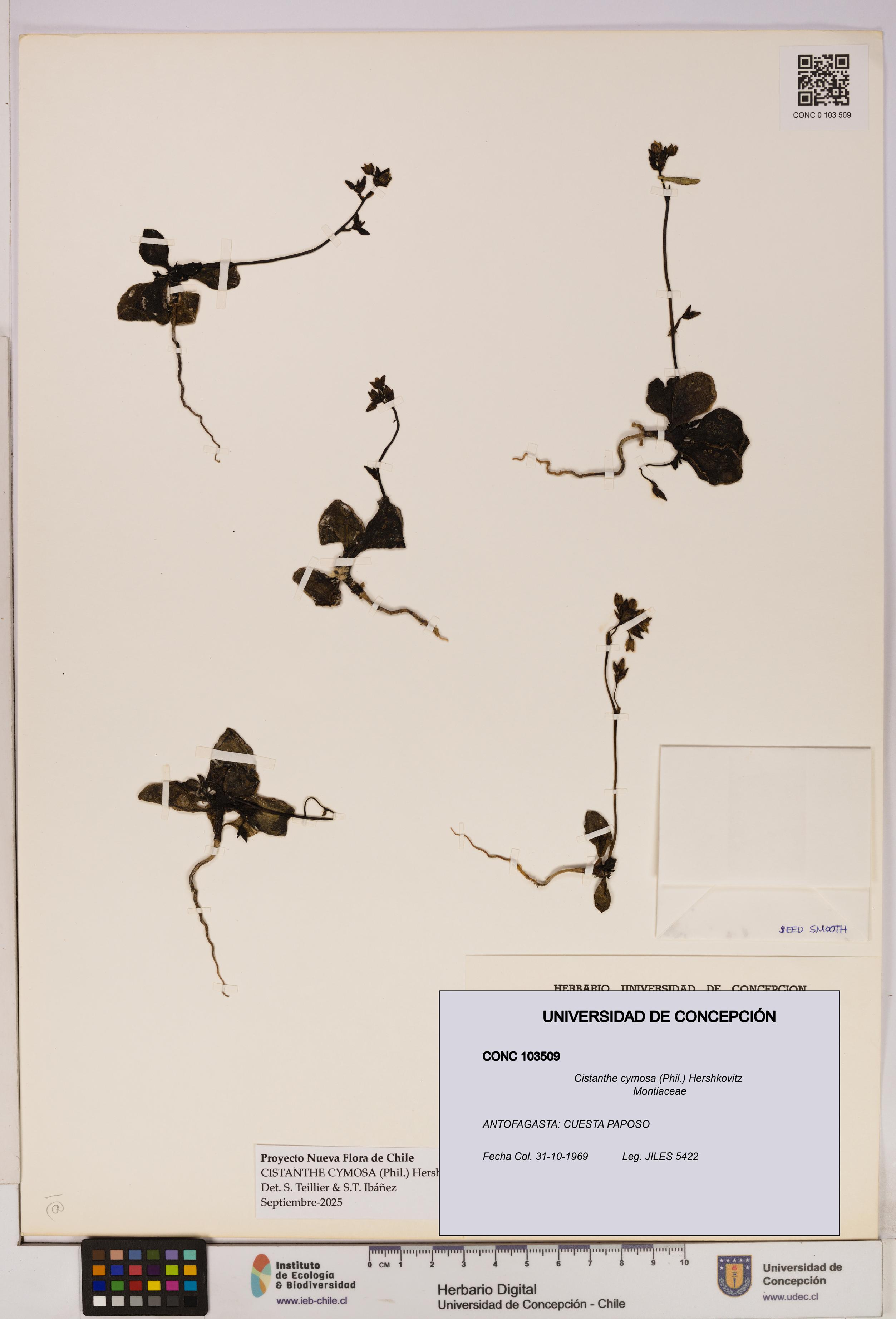 Cistanthe cymosa [Espécimen: UDEC:CONC:0103509]