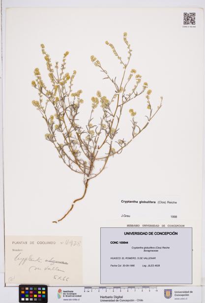 Cryptantha globulifera [Espécimen: ]
