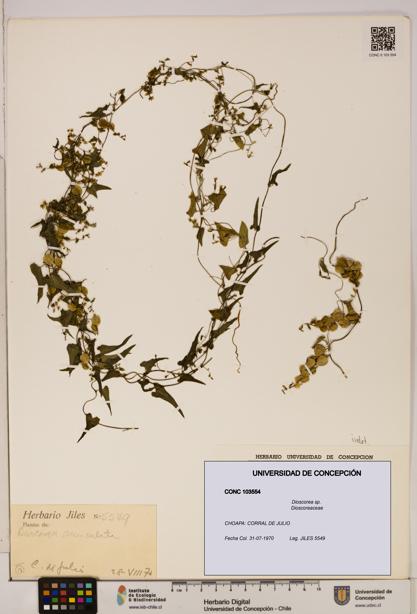 Dioscorea sp. [Espécimen: ]