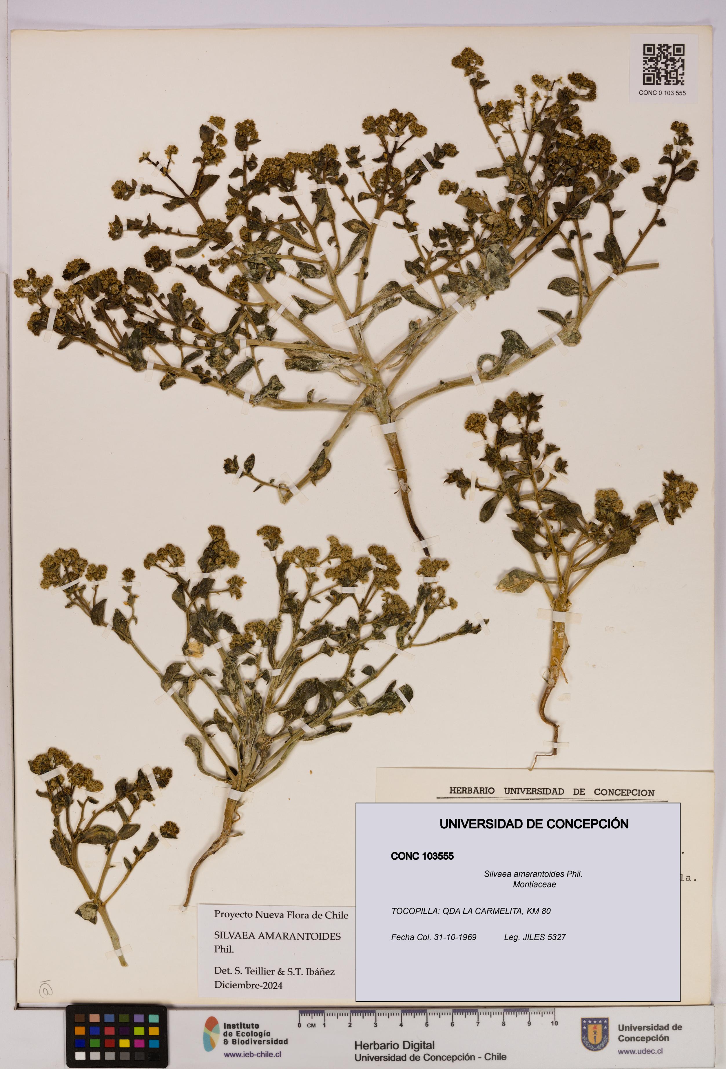 Silvaea amarantoides [Espécimen: UDEC:CONC:0103555]