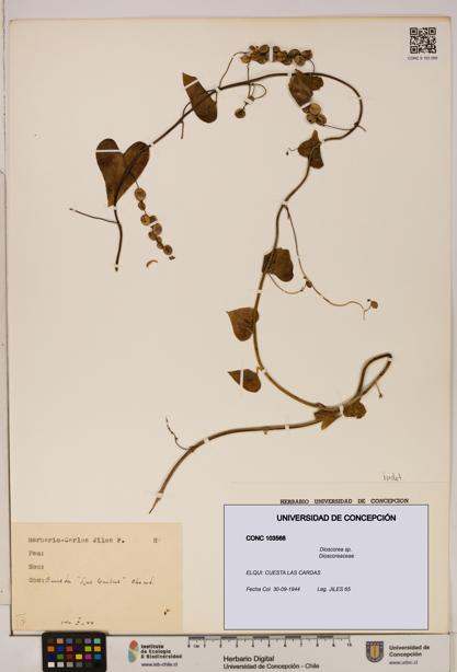Dioscorea sp. [Espécimen: ]