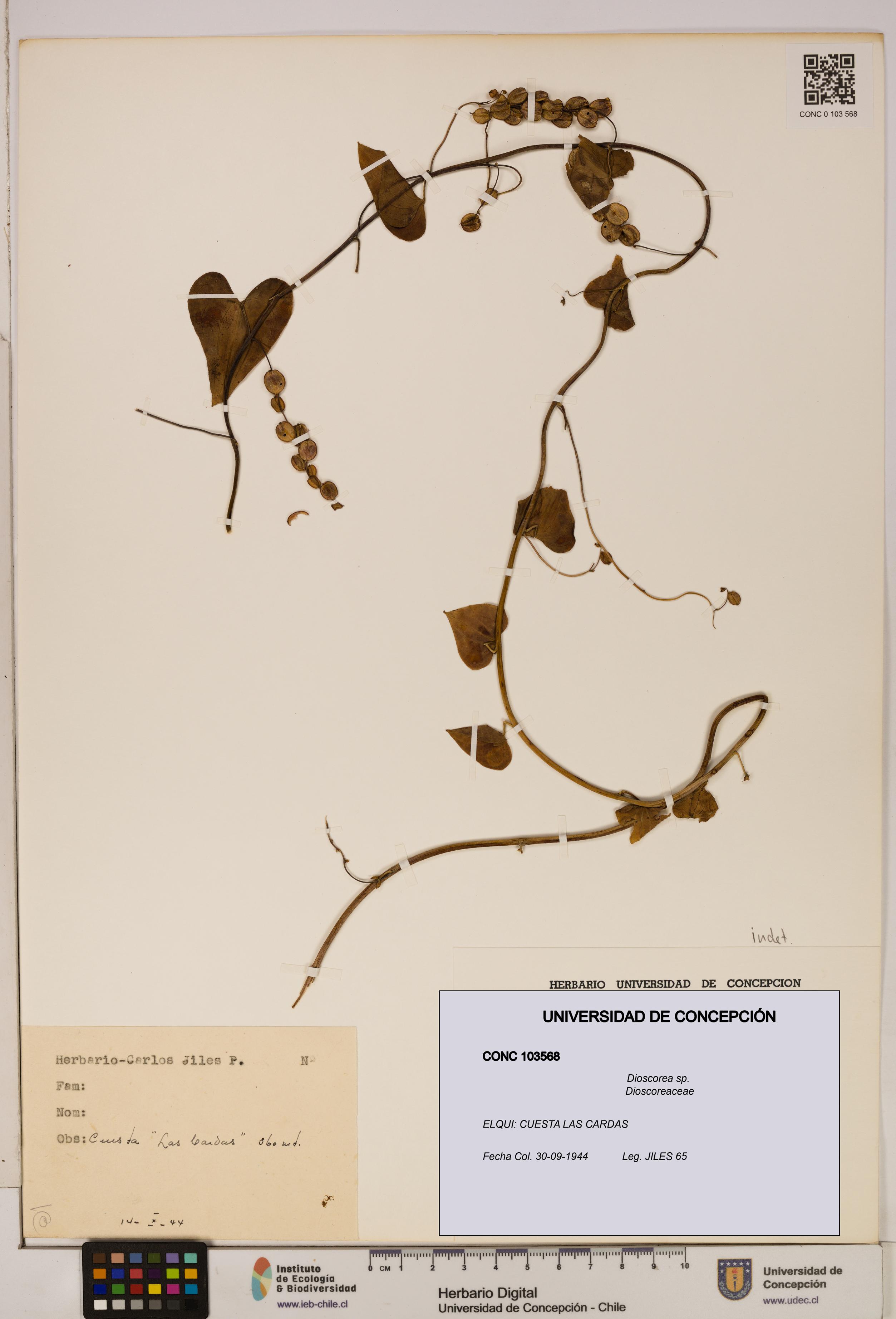 Dioscorea sp. [Espécimen: ]