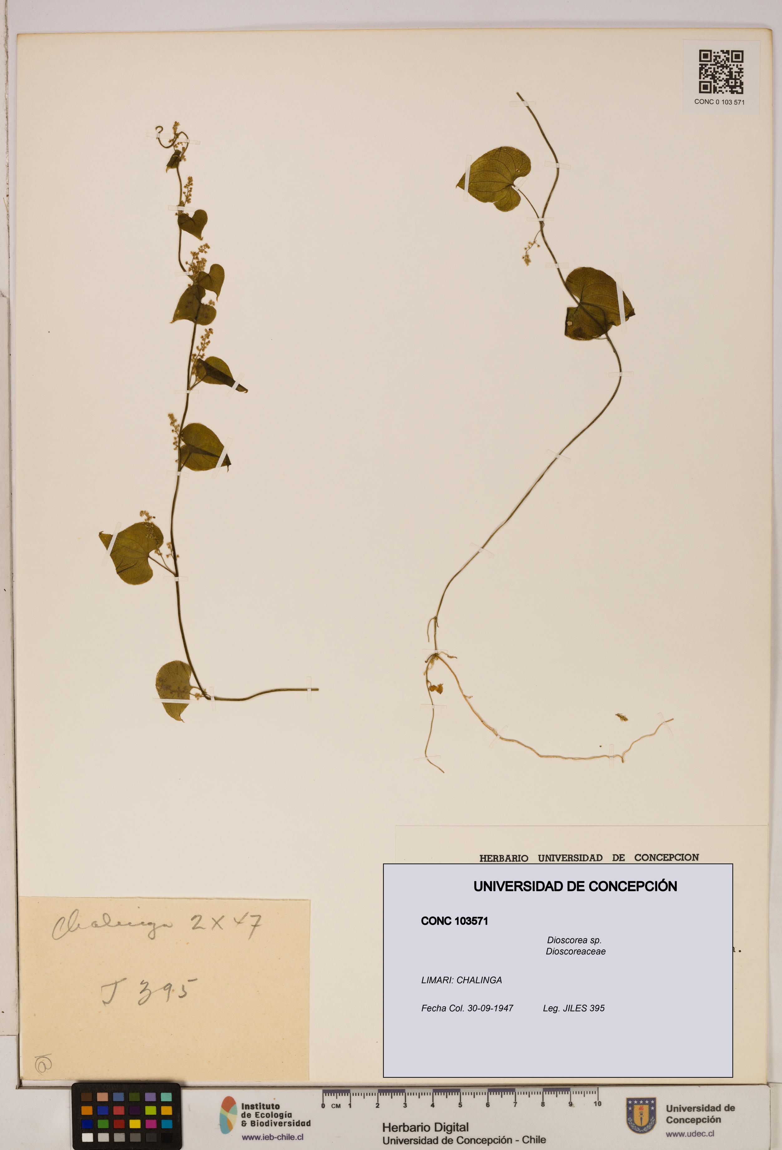 Dioscorea sp. [Espécimen: ]