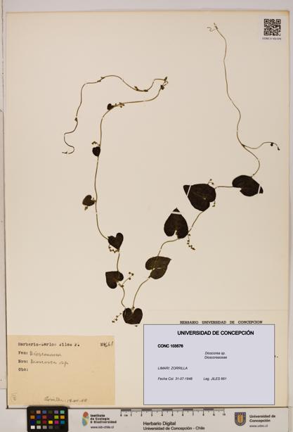 Dioscorea sp. [Espécimen: ]