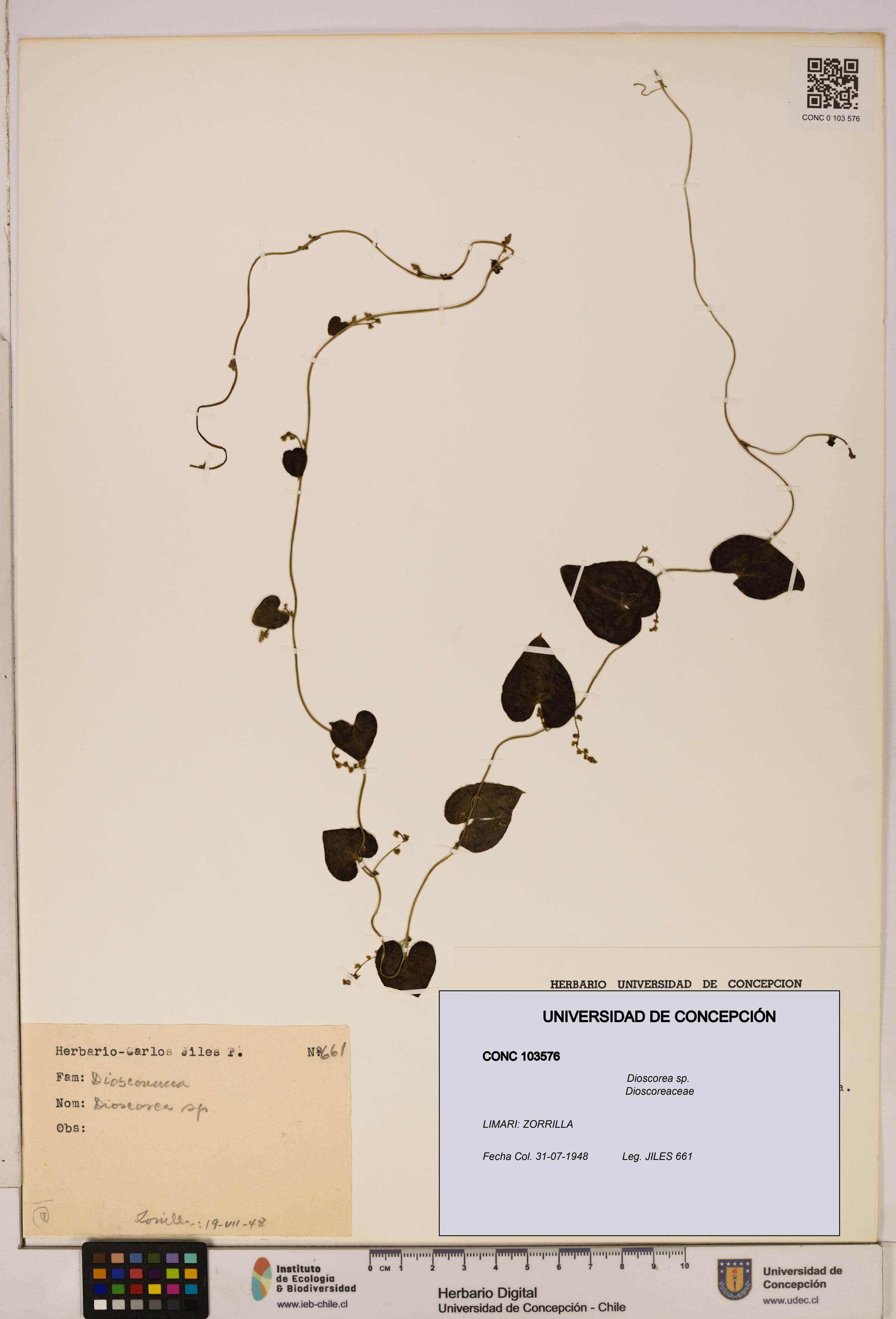 Dioscorea sp. [Espécimen: ]