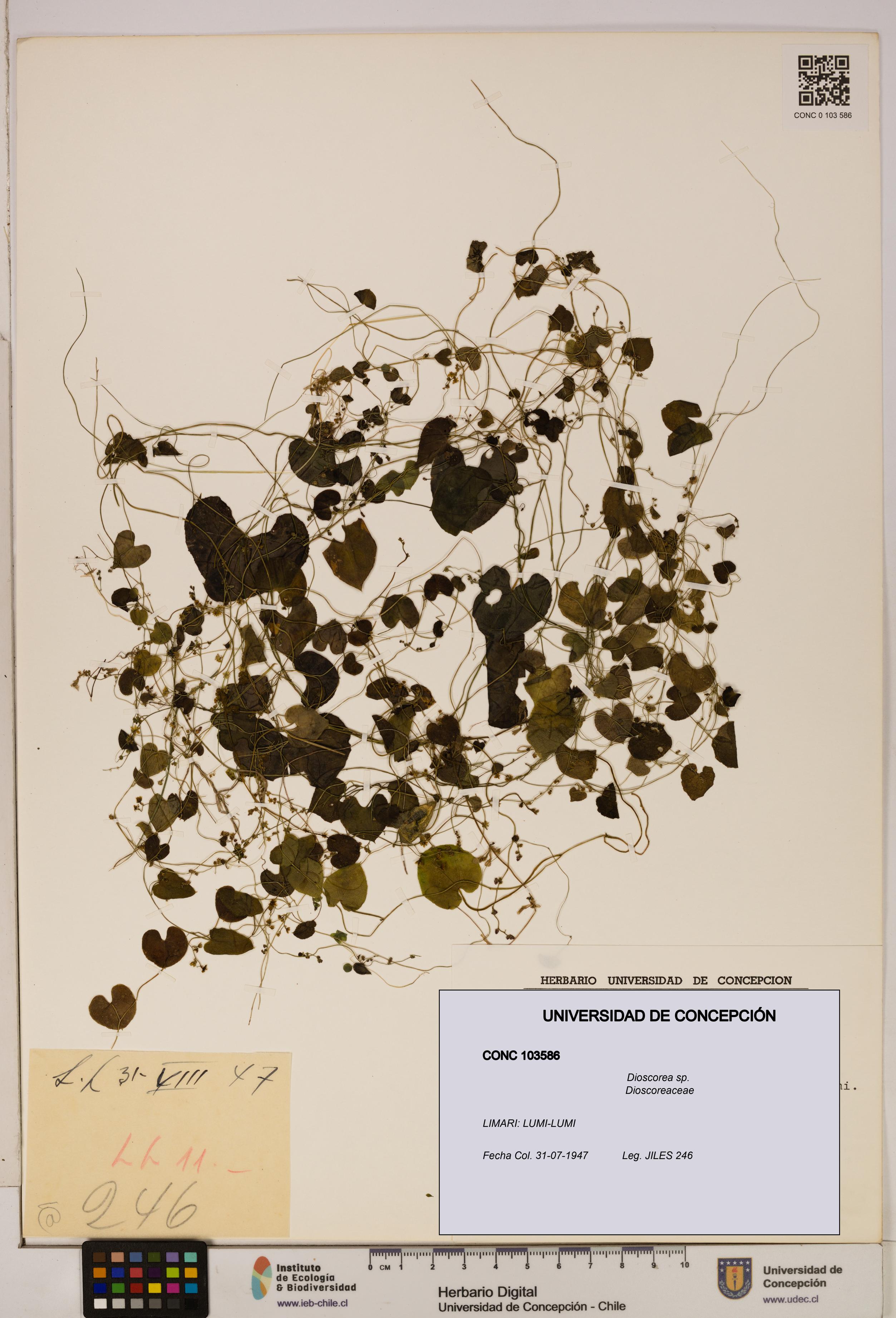 Dioscorea sp. [Espécimen: ]