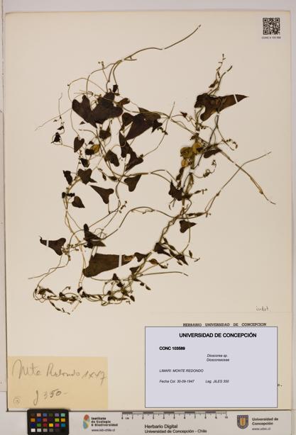 Dioscorea sp. [Espécimen: ]