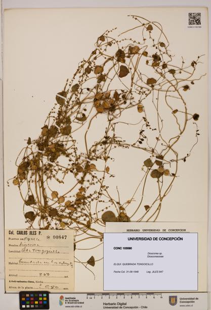 Dioscorea sp. [Espécimen: ]