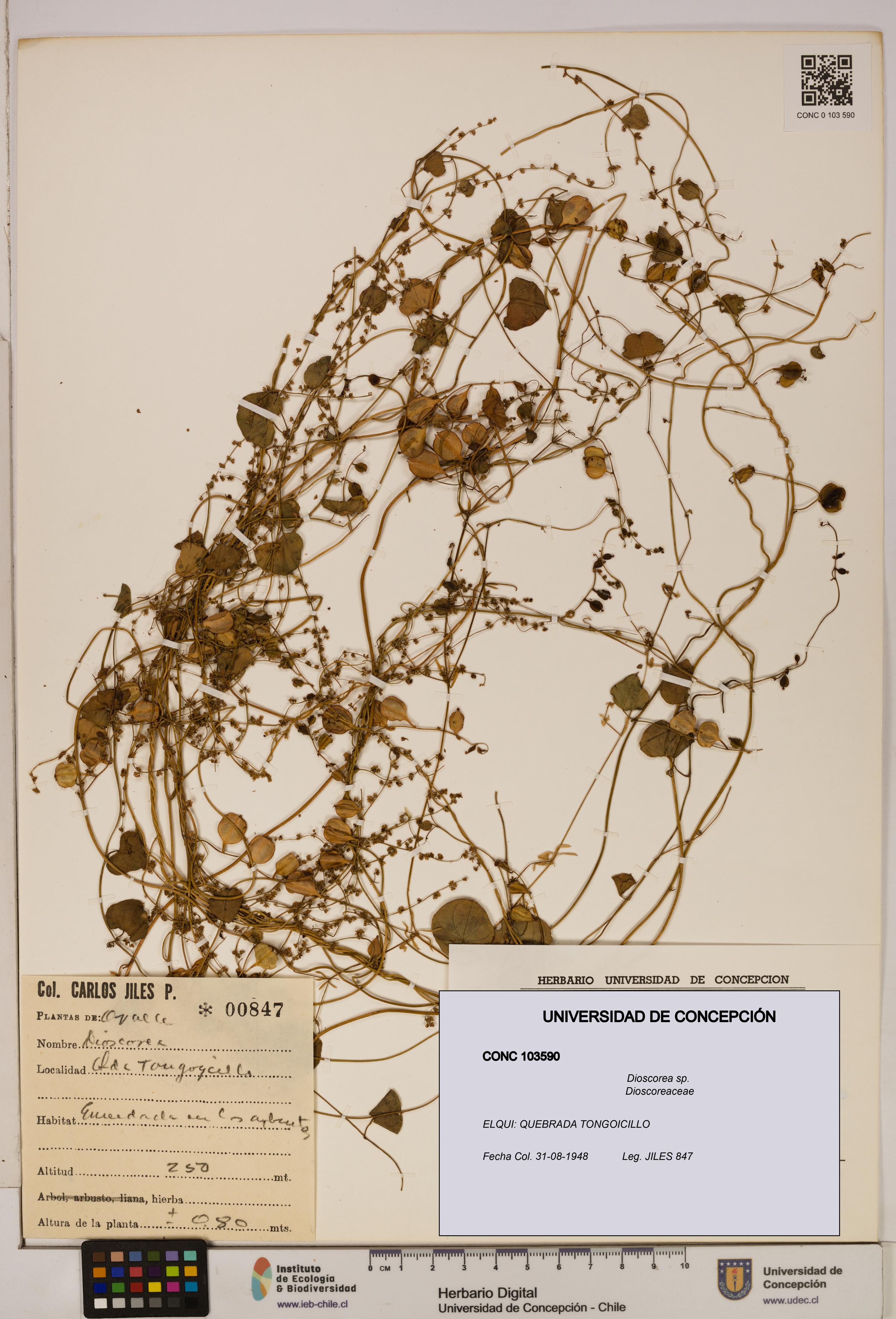 Dioscorea sp. [Espécimen: ]
