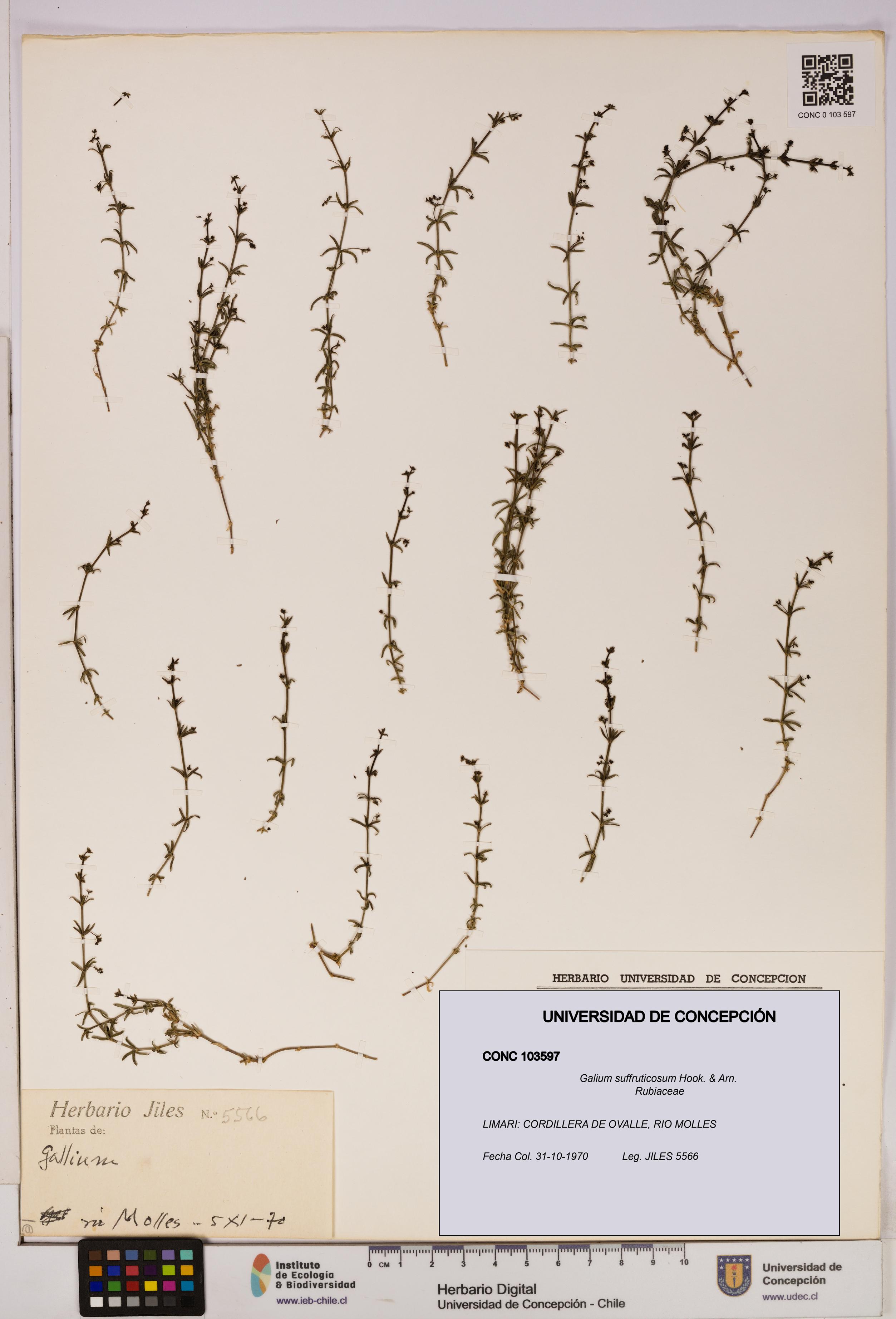 Galium suffruticosum [Espécimen: UDEC:CONC:0103597]