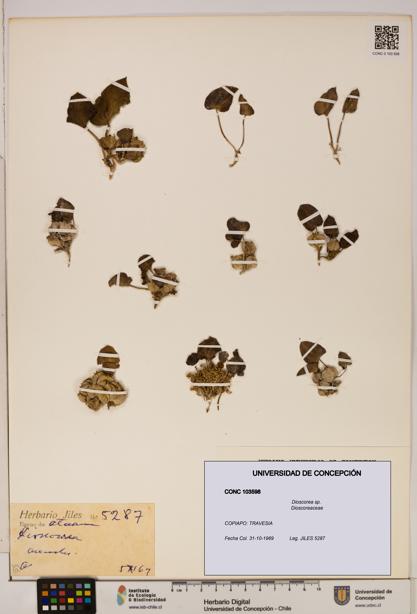 Dioscorea sp. [Espécimen: ]