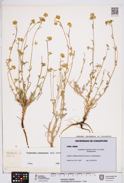 Cryptantha volckmannii [Espécimen: ]