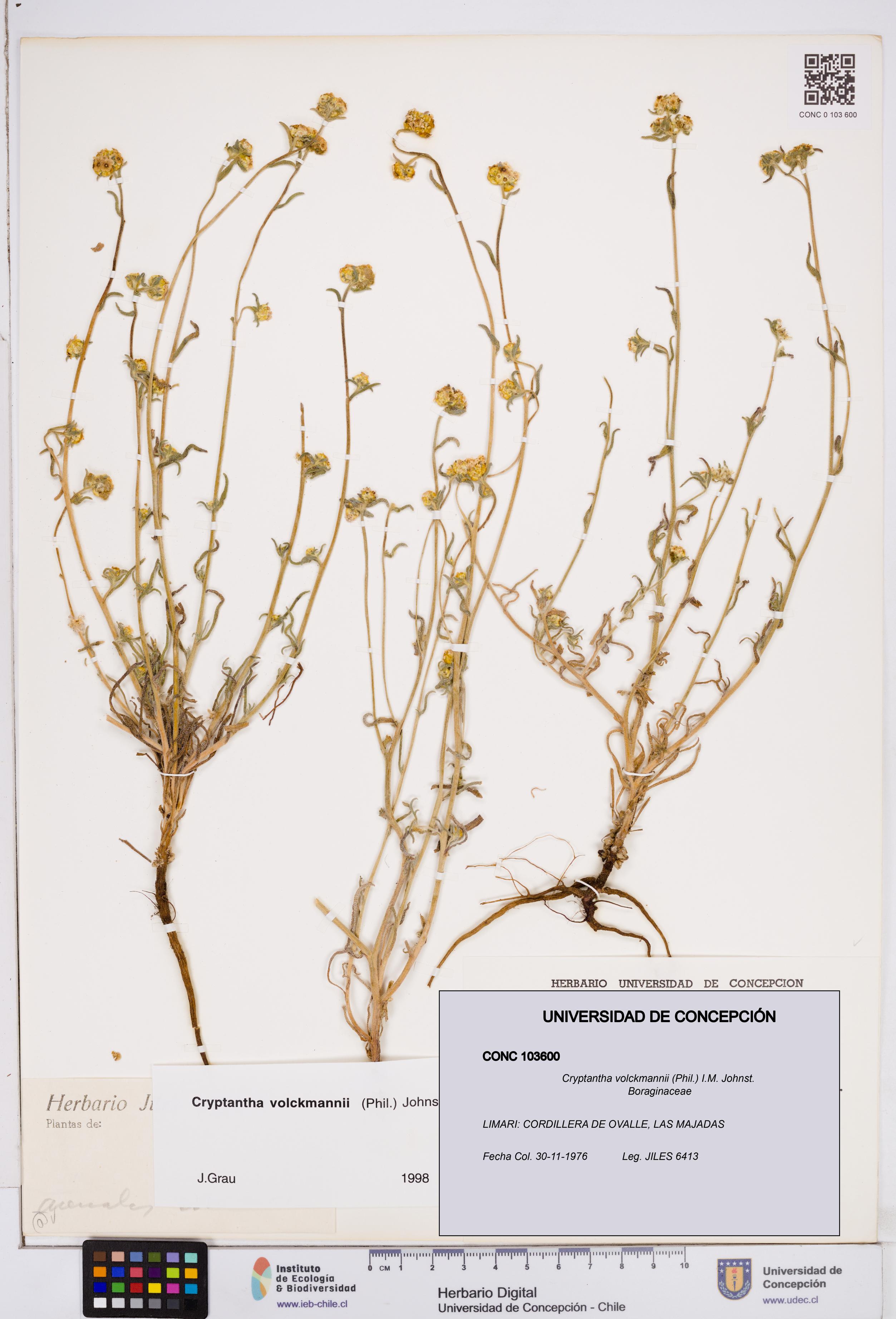 Cryptantha volckmannii [Espécimen: ]