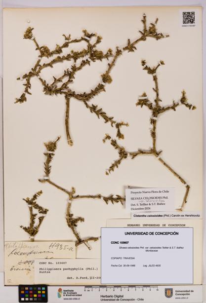 Silvaea celosioides var. celosioides [Espécimen: UDEC:CONC:0103607]