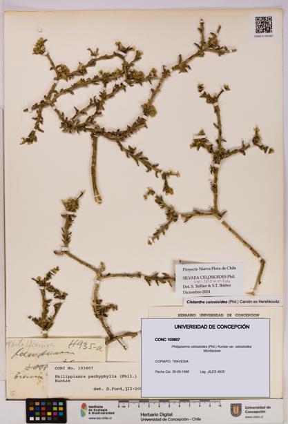 Philippiamra celosioides [Espécimen: ]