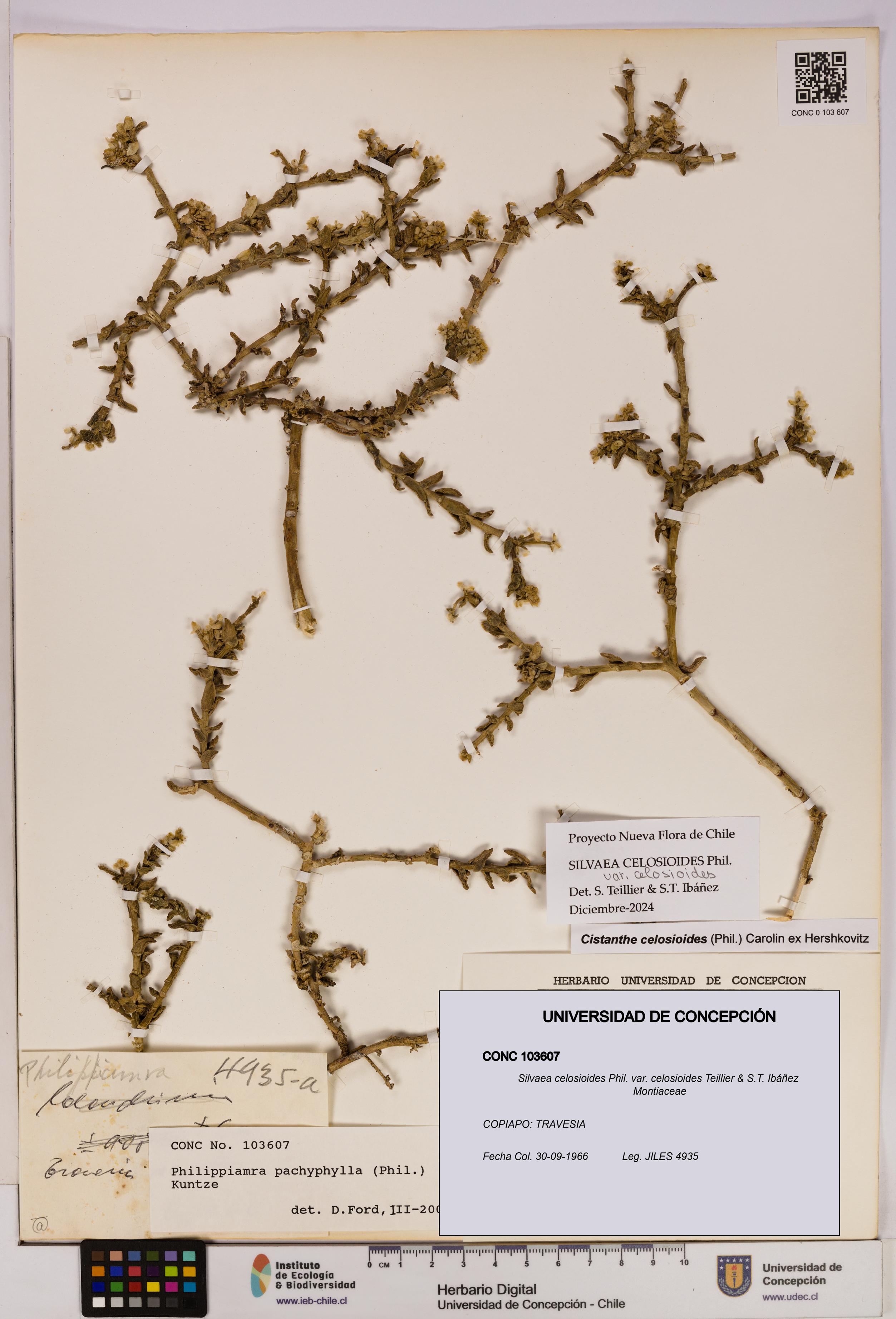 Silvaea celosioides var. celosioides [Espécimen: UDEC:CONC:0103607]