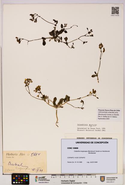 Cistanthe longiscapa [Espécimen: UDEC:CONC:0103609]