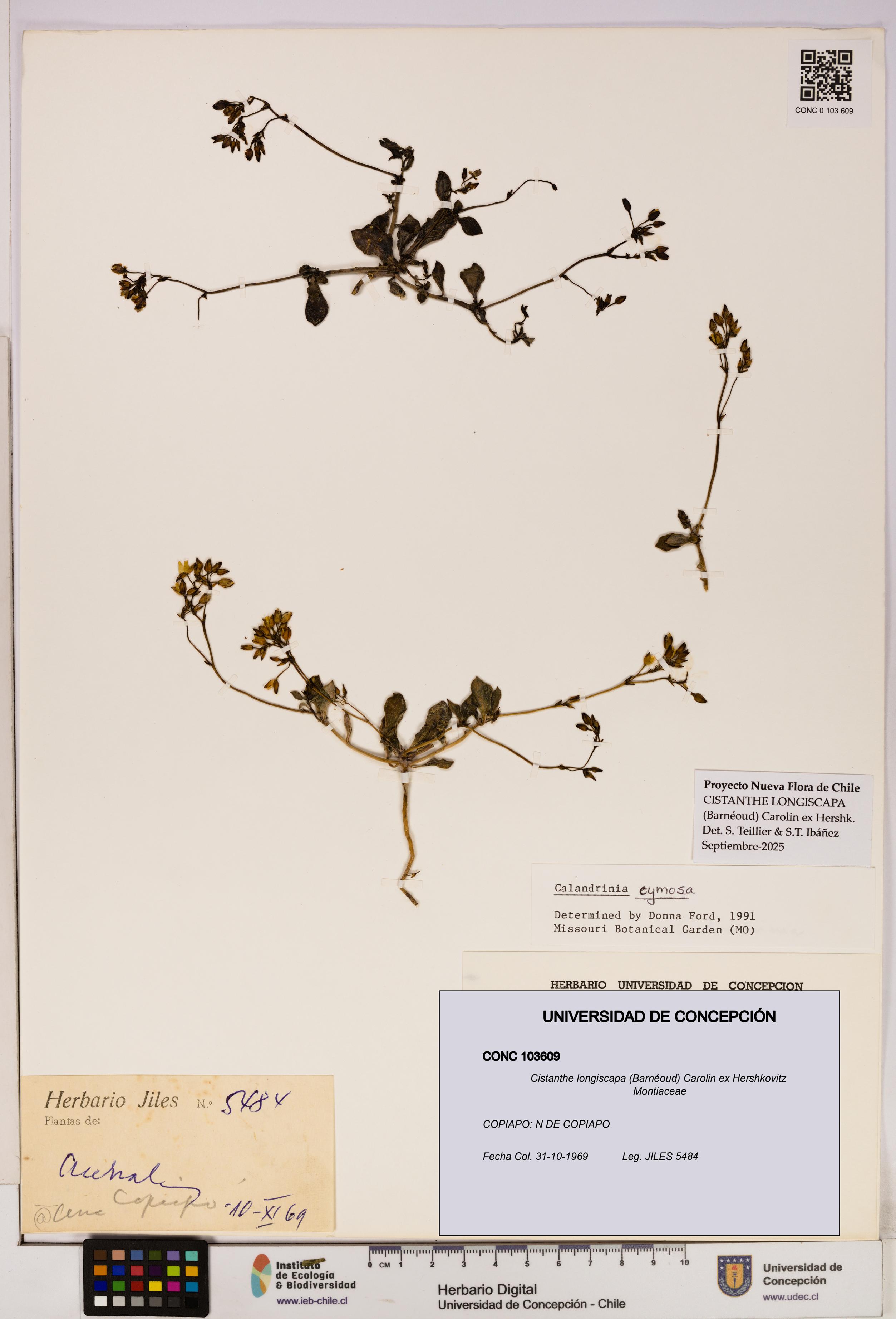 Cistanthe longiscapa [Espécimen: UDEC:CONC:0103609]