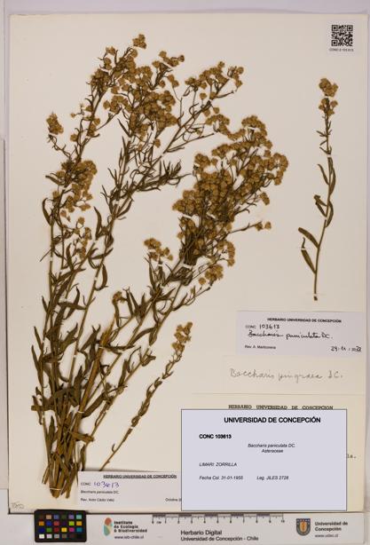 Baccharis paniculata [Espécimen: UDEC:CONC:0103613]