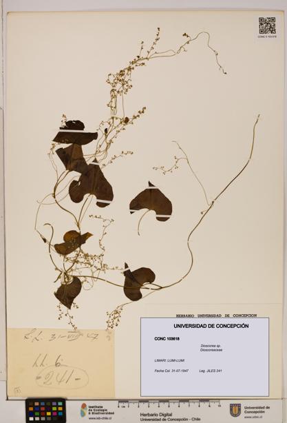 Dioscorea sp. [Espécimen: ]