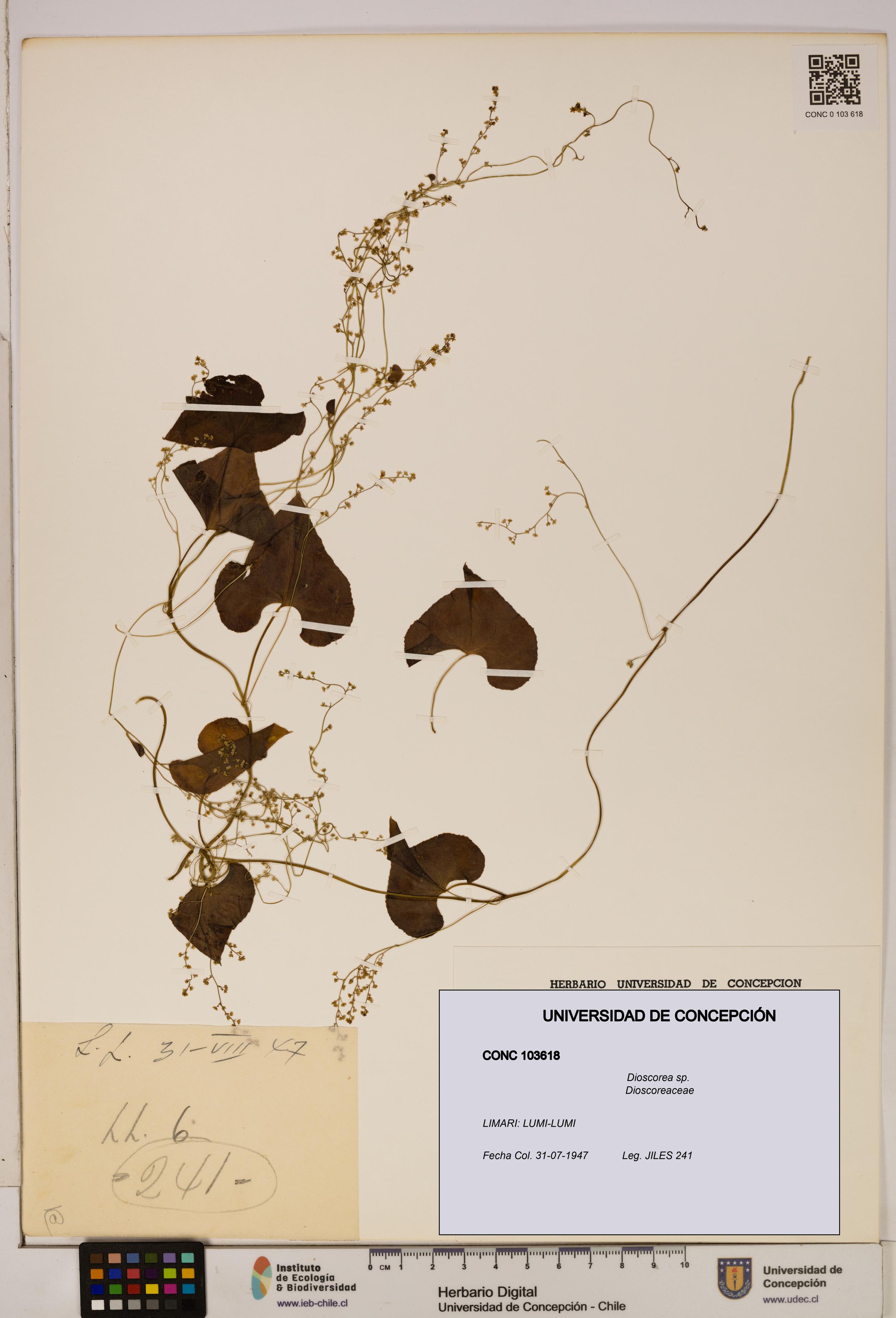 Dioscorea sp. [Espécimen: ]