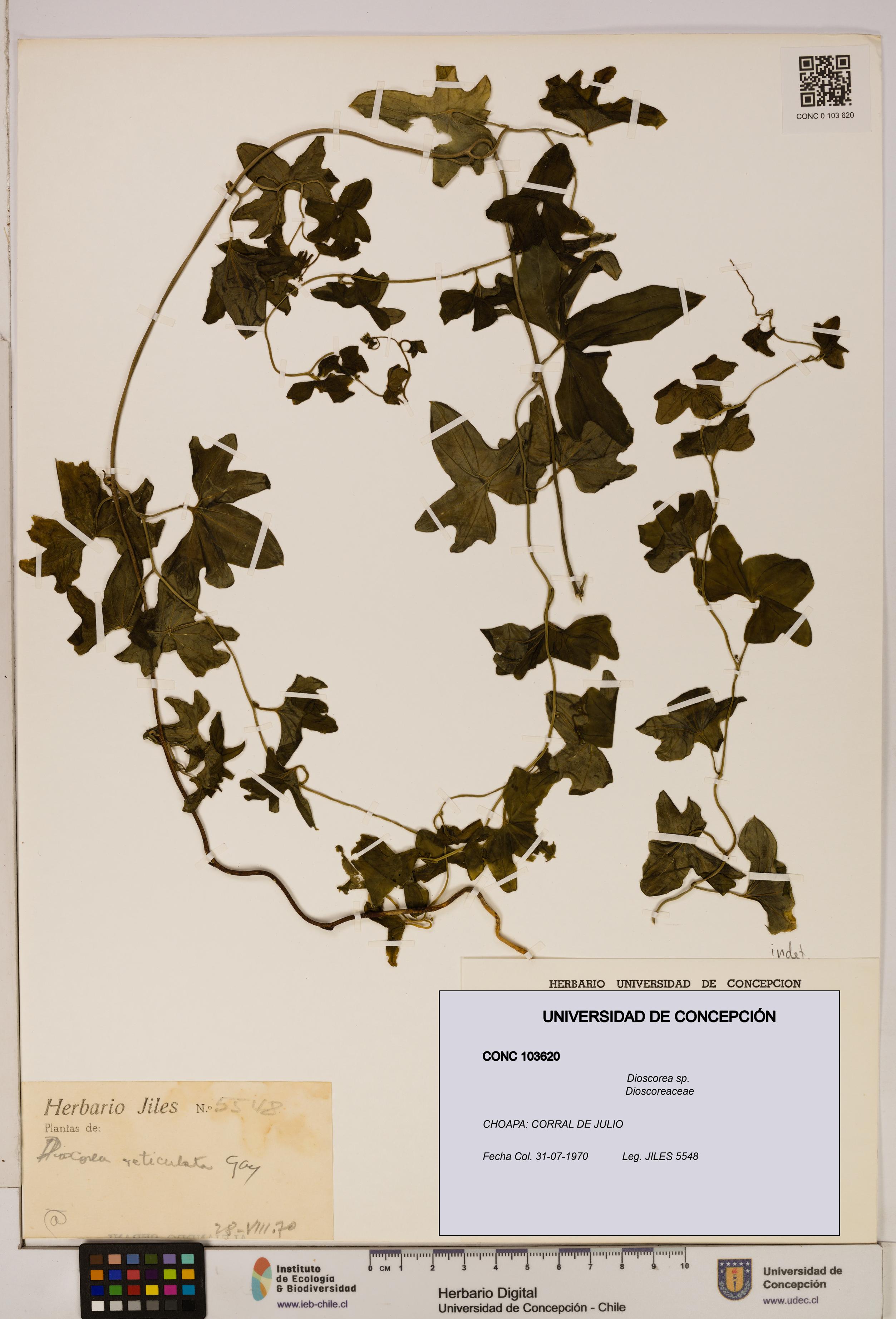 Dioscorea sp. [Espécimen: ]