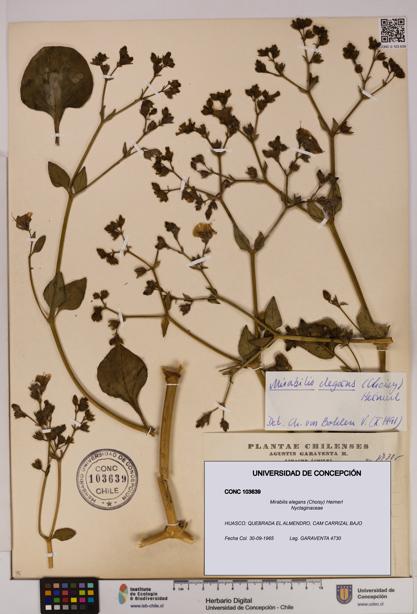 Mirabilis elegans [Espécimen: UDEC:CONC:0103639]