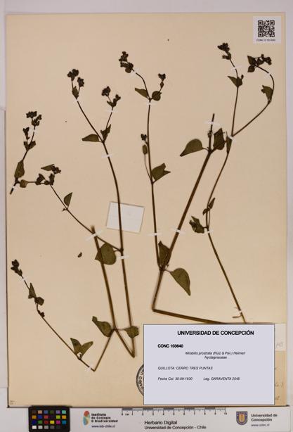 Mirabilis prostrata [Espécimen: UDEC:CONC:0103640]
