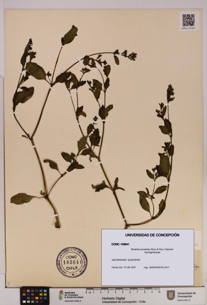 Mirabilis prostrata [Espécimen: UDEC:CONC:0103641]