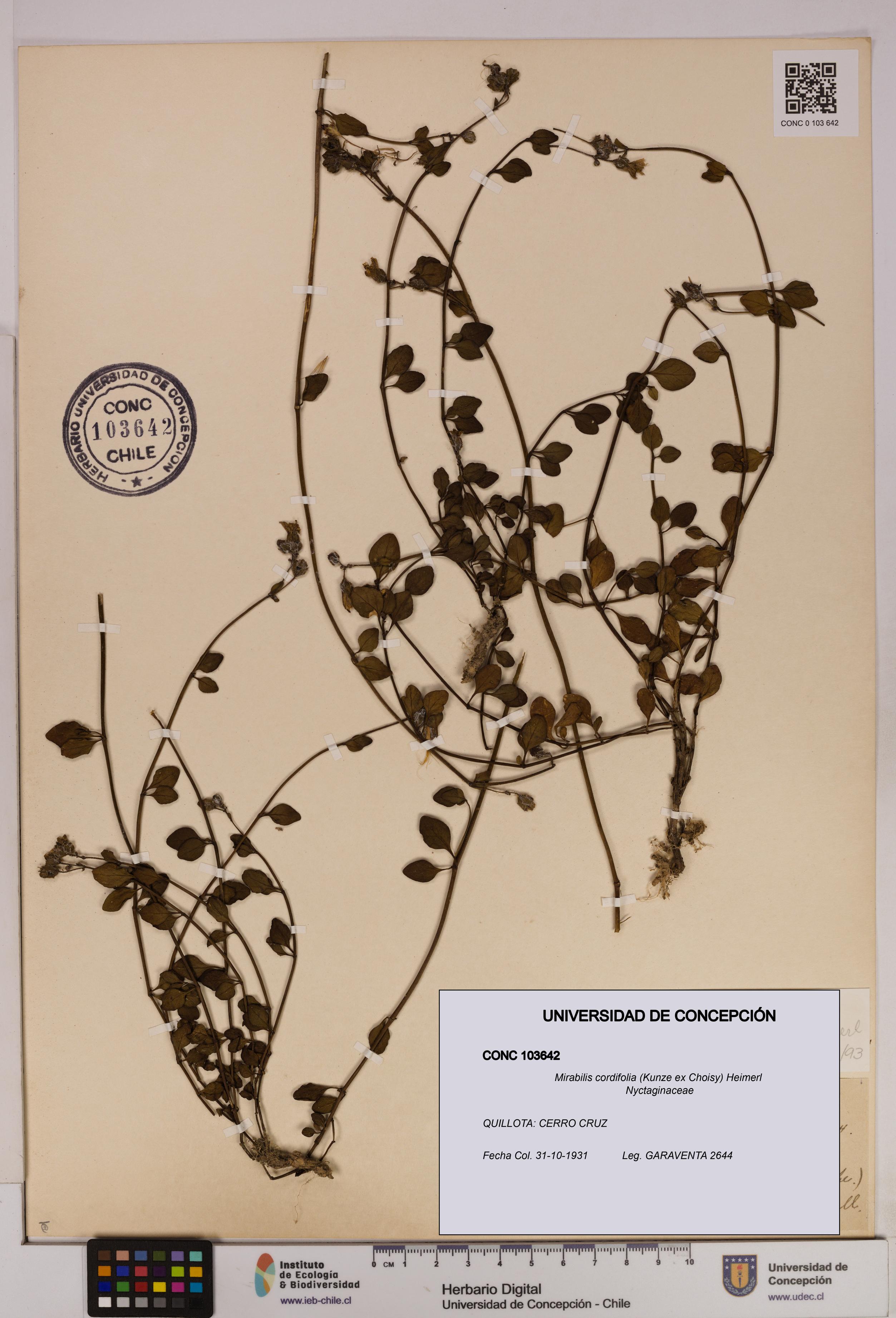 Mirabilis cordifolia [Espécimen: UDEC:CONC:0103642]