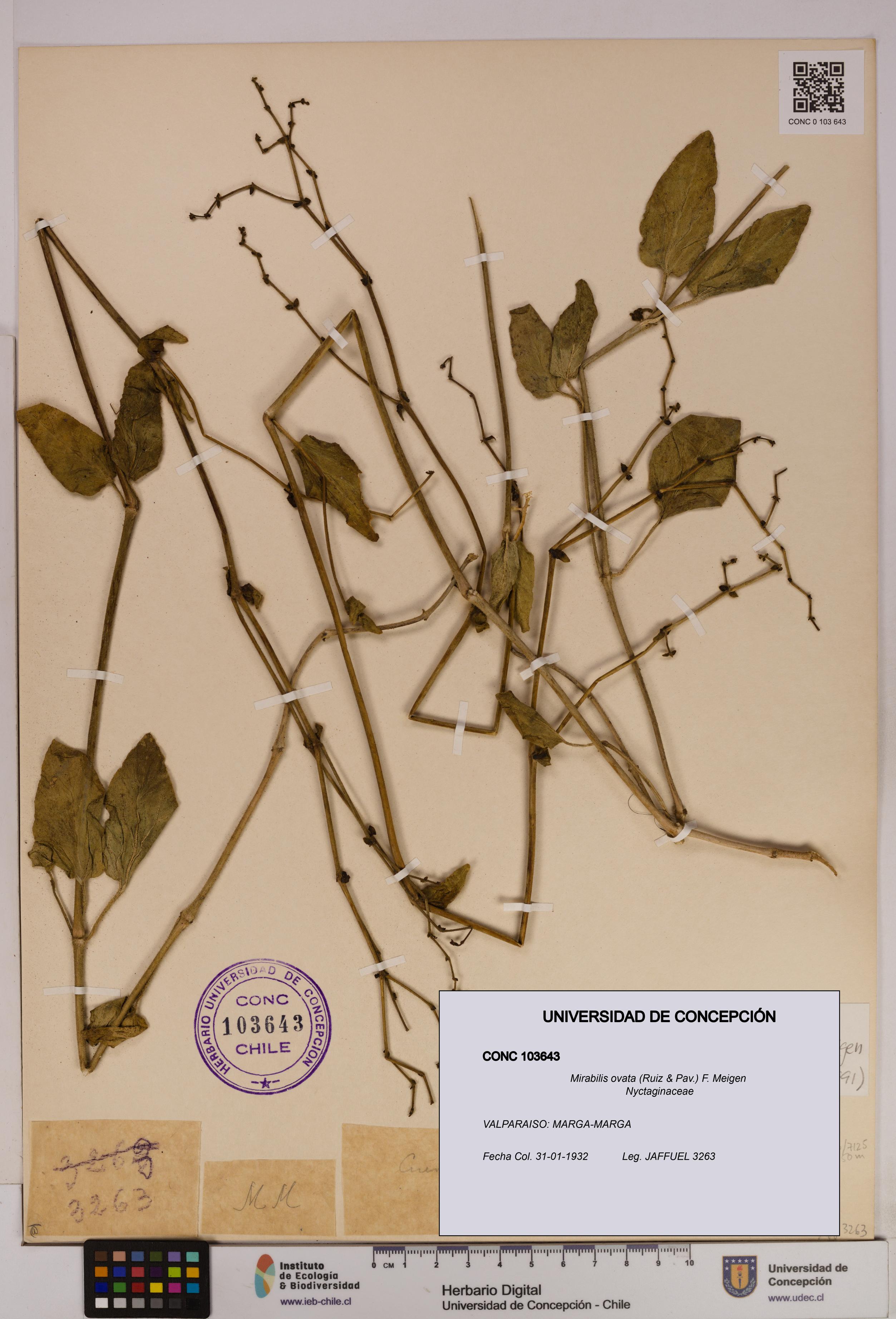 Mirabilis ovata [Espécimen: UDEC:CONC:0103643]