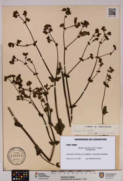 Mirabilis ovata [Espécimen: UDEC:CONC:0103644]