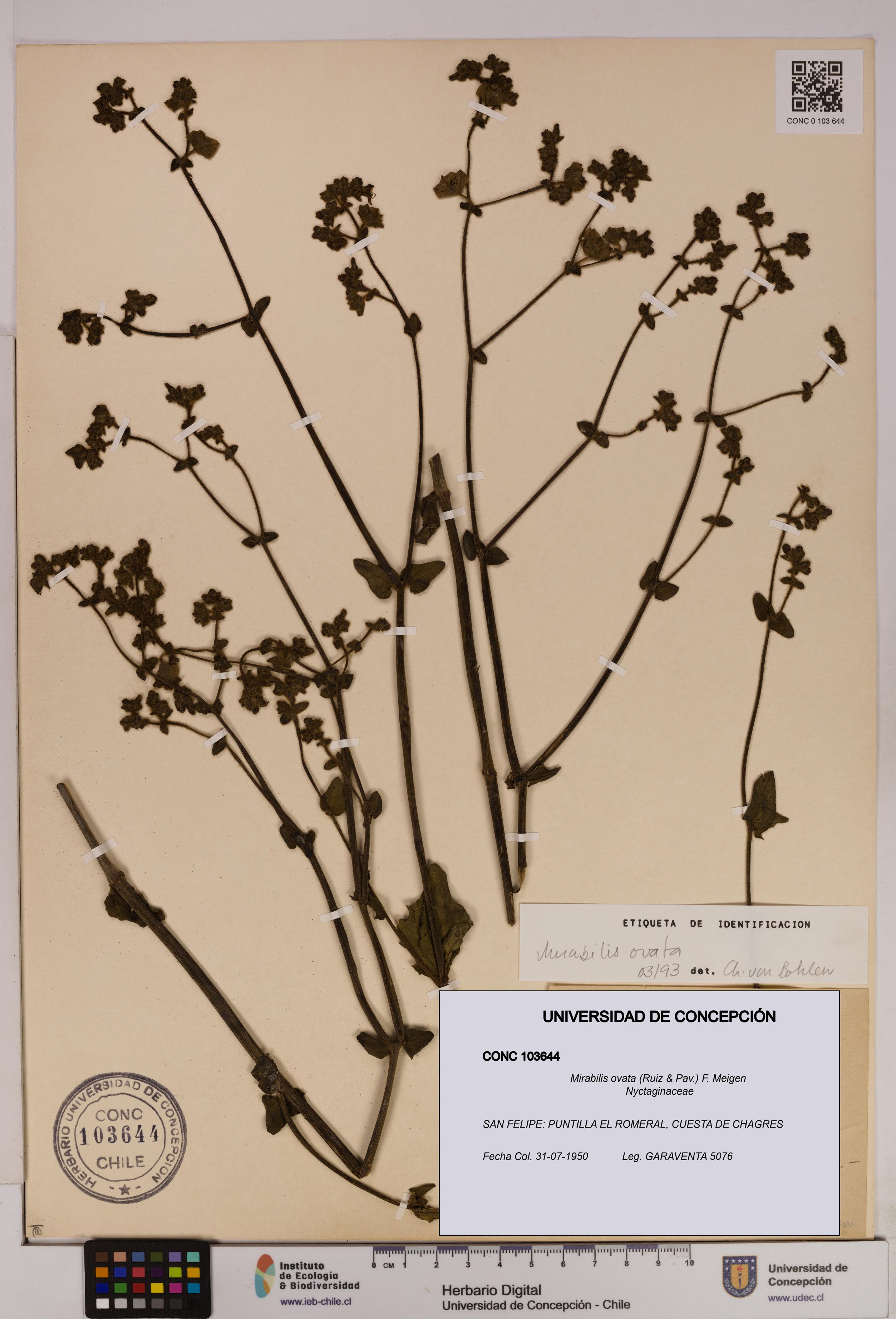 Mirabilis ovata [Espécimen: UDEC:CONC:0103644]