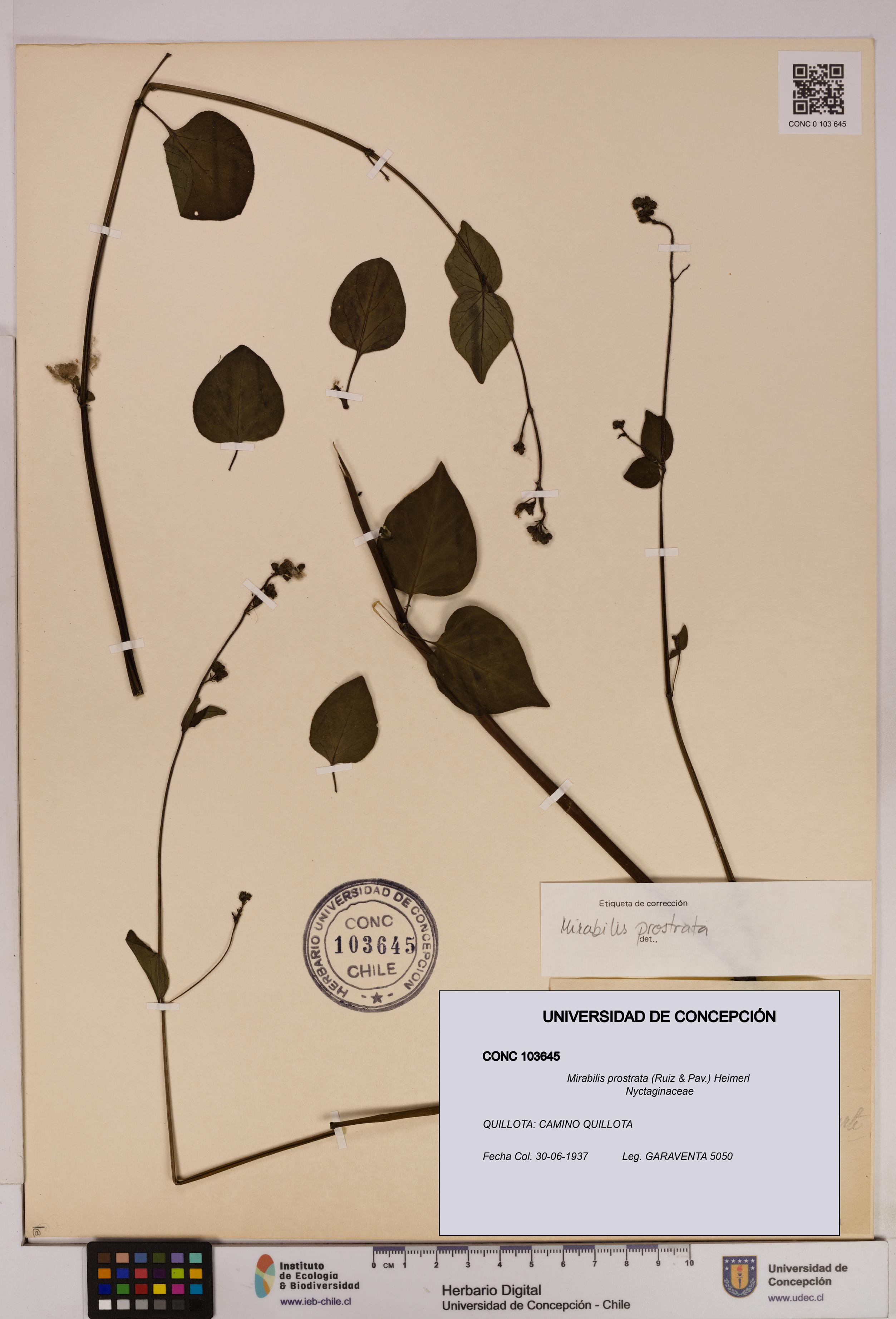 Mirabilis prostrata [Espécimen: UDEC:CONC:0103645]
