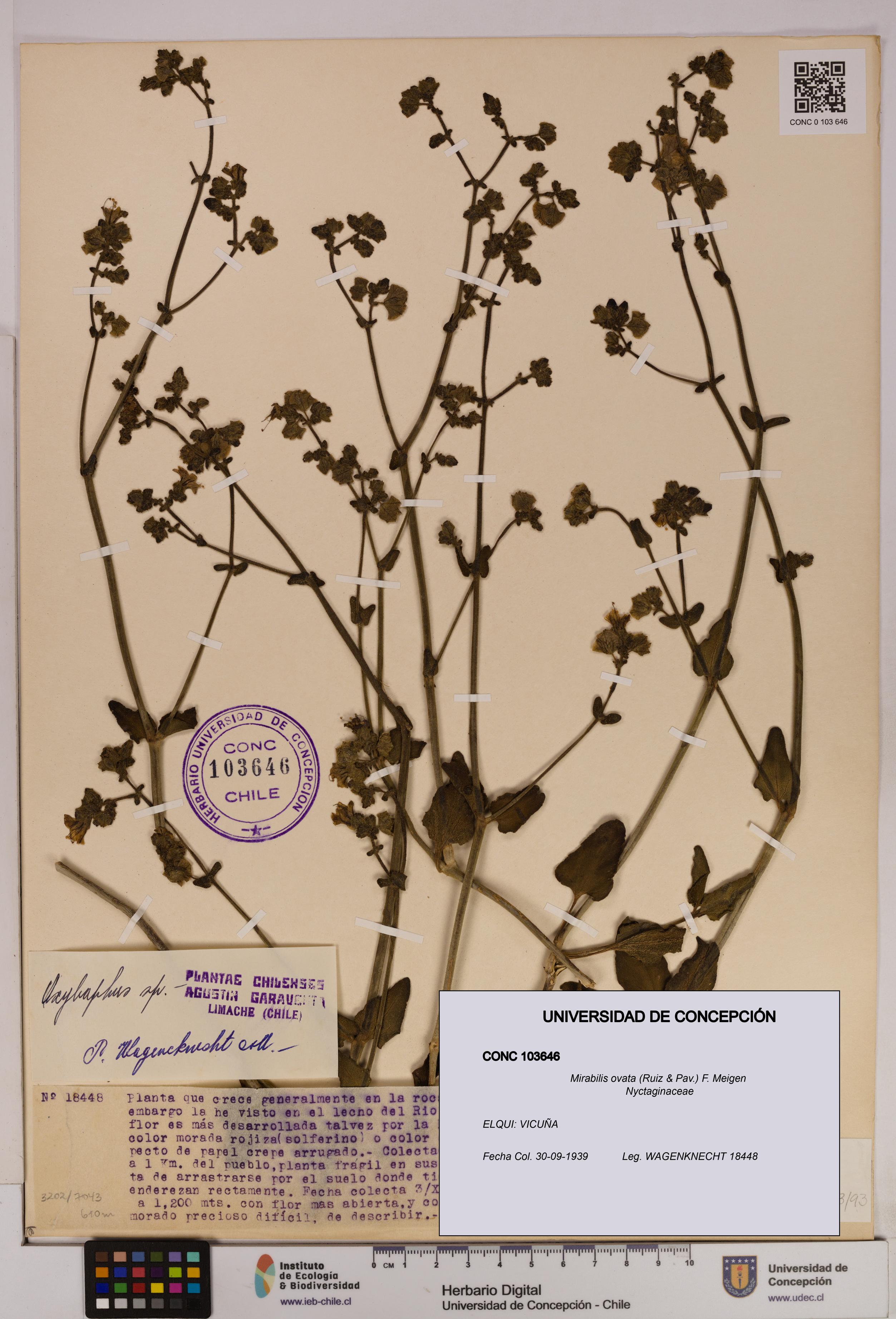 Mirabilis ovata [Espécimen: UDEC:CONC:0103646]