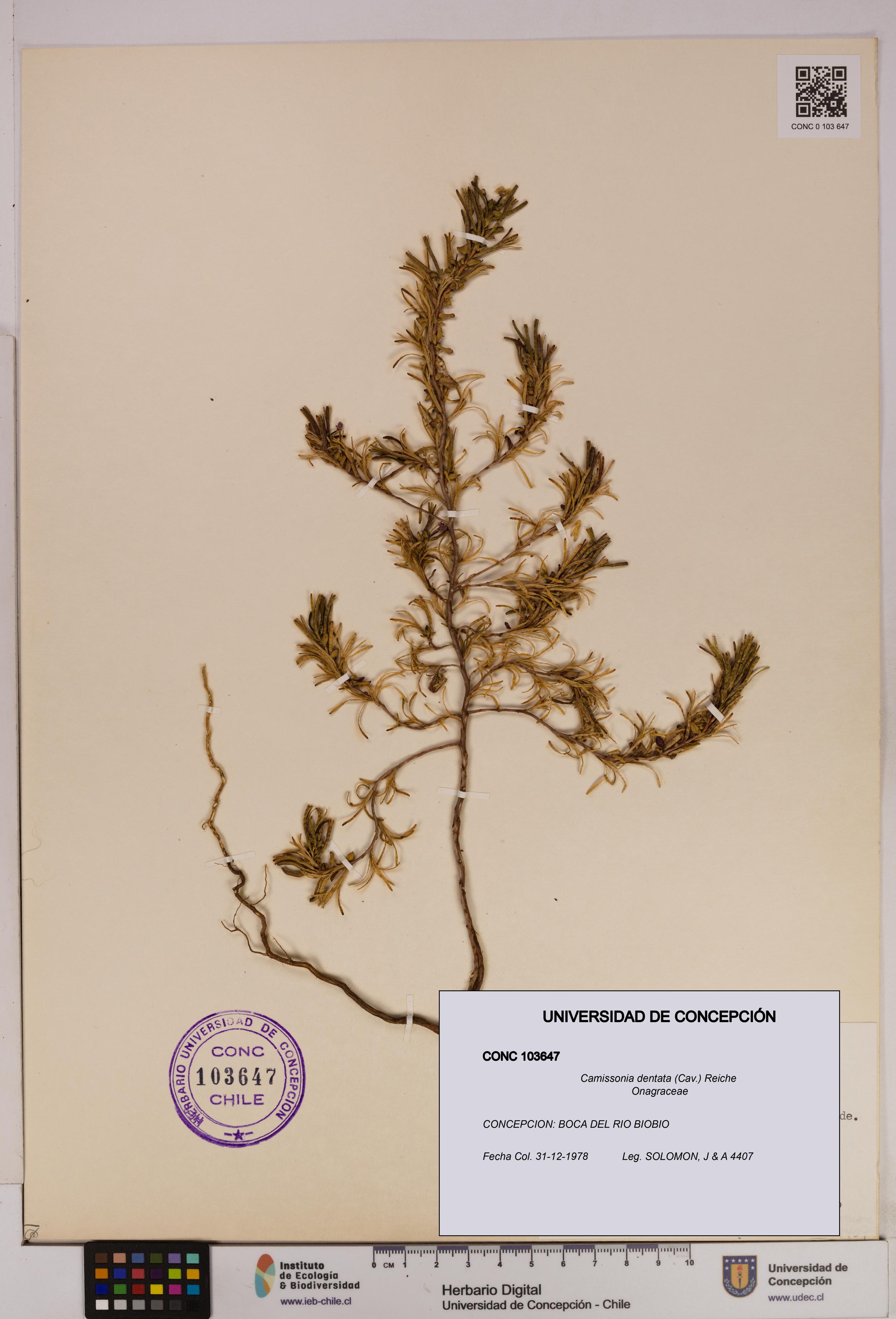 Camissonia dentata [Espécimen: UDEC:CONC:0103647]
