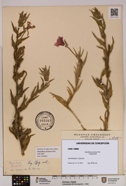 Oenothera picensis [Espécimen: UDEC:CONC:0103662]