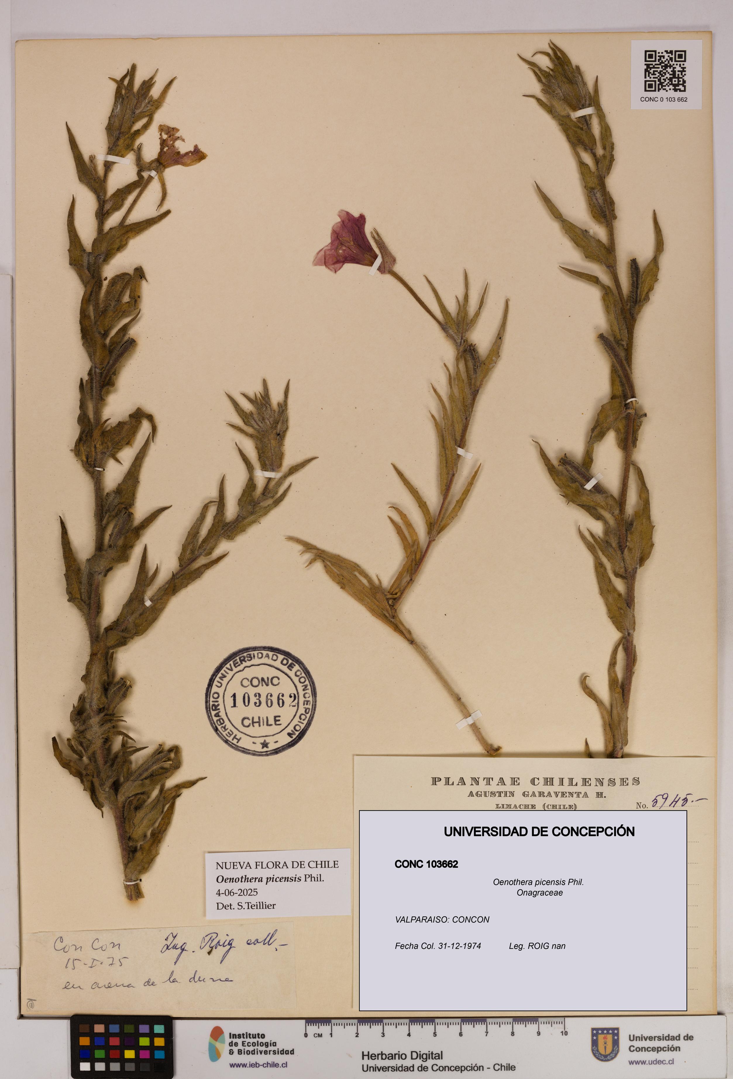 Oenothera picensis [Espécimen: UDEC:CONC:0103662]