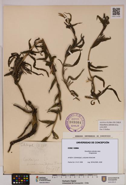 Oenothera odorata [Espécimen: UDEC:CONC:0103664]